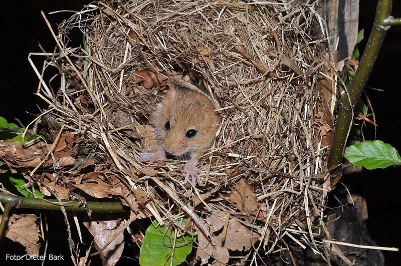 01 Junge Haselmaus verlaesst Naturnest